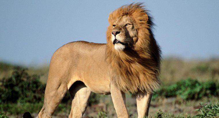 Ile lwów afrykańskich jest w stanie dzikim?