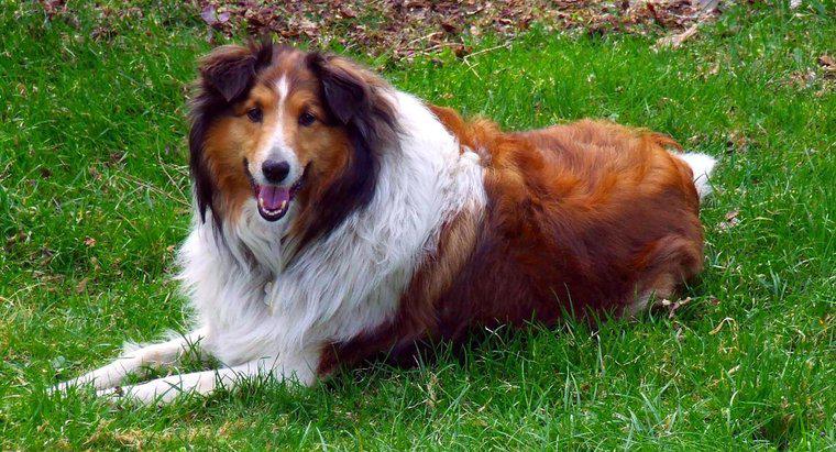 Jaką rasą psa był Lassie?