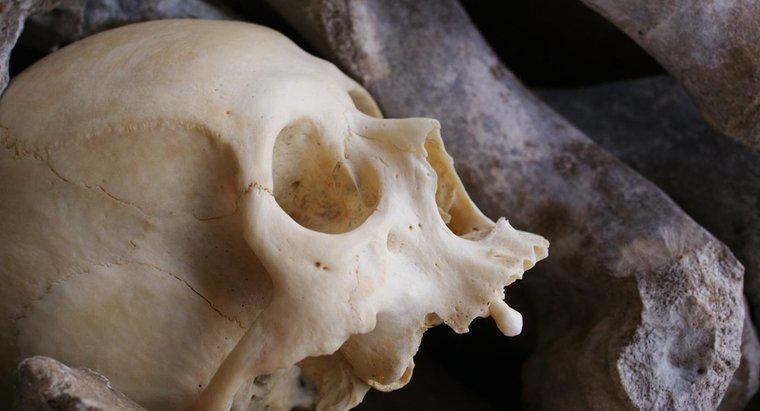 Z czego są zrobione ludzkie kości?