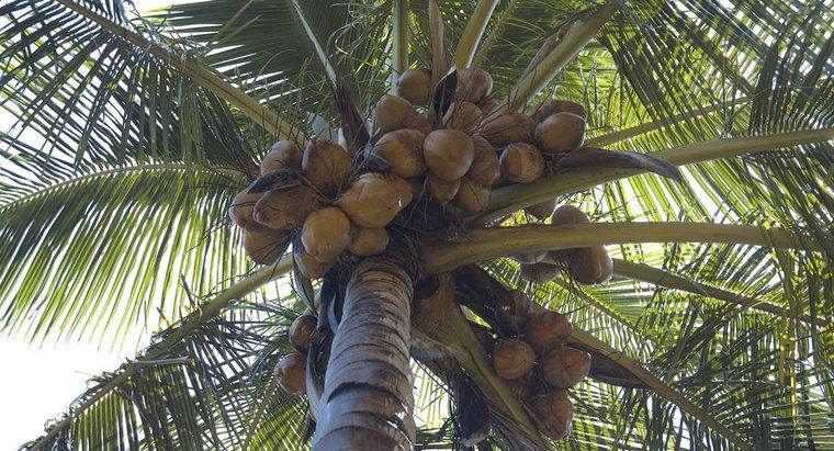 Gdzie rosną kokosy?