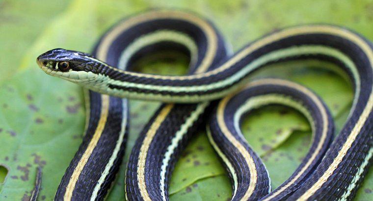 W jaki sposób węże dostosowują się do swojego środowiska?