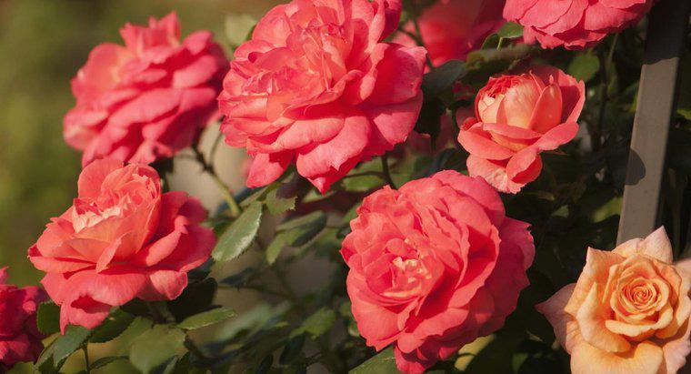 Jakie kolory robią różyczki naturalnie?