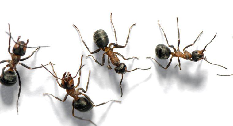 Co nazywasz grupą mrówek?