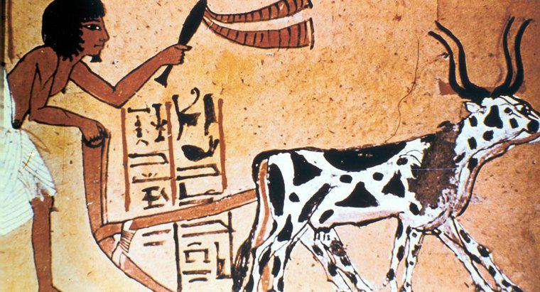 Jakie uprawy uprawiali starożytni Egipcjanie?