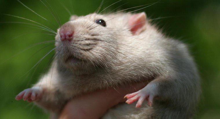 Jak inteligentne są szczury?