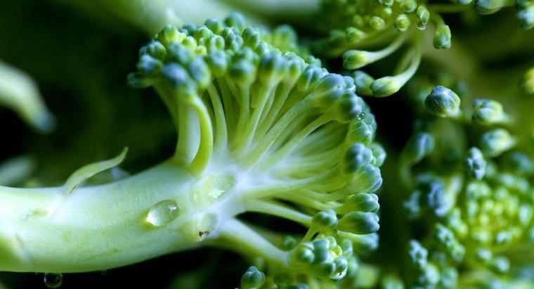 Skąd wiesz, że brokuły przestały działać?