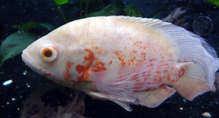 Jak duże są ryby Oskara z albinosów?