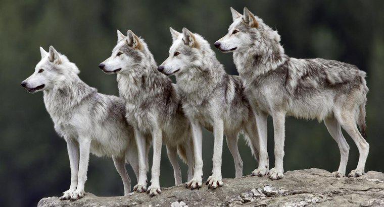 Jak nazywa się grupę wilków?