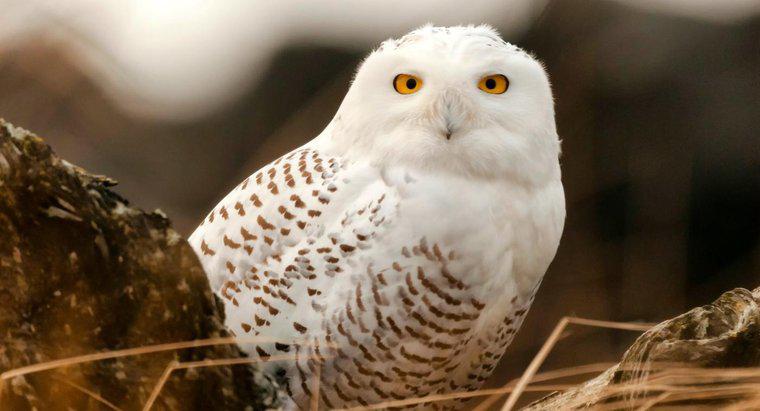Jakie są ciekawe fakty na temat Snowy Owl dla dzieci?