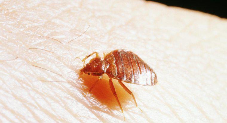 Jakie metody są dostępne, aby zabić Bed Bugs?
