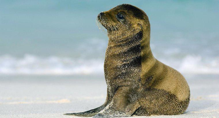 Czym jest dzwonek Baby Sea Lion?