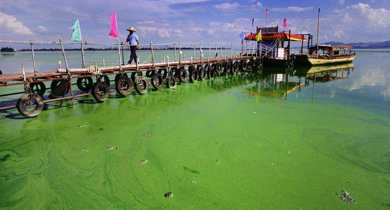 Gdzie żyją algi?