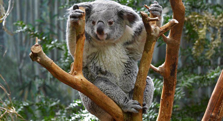 Czy Koale mają ogon?