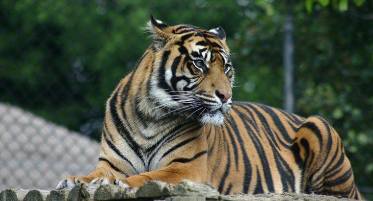 Co to jest adaptacja tygrysa?