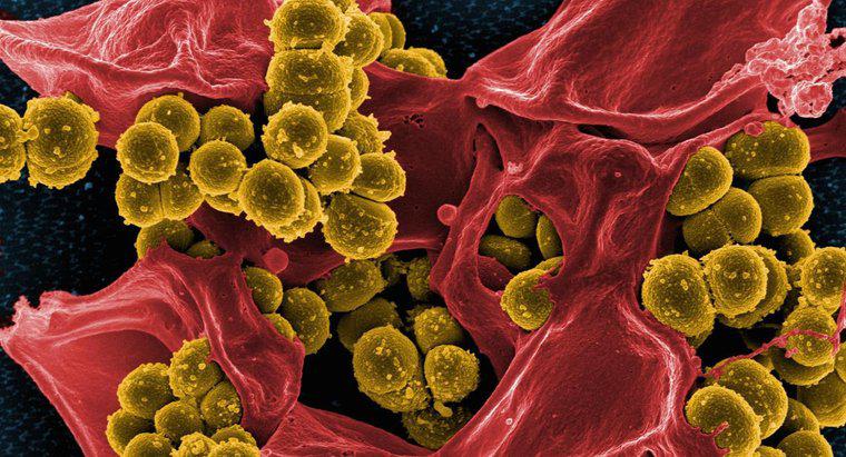 Co je bakterie?