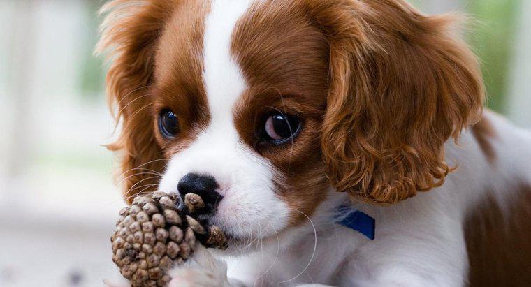 Czy szyszki są toksyczne dla psów?