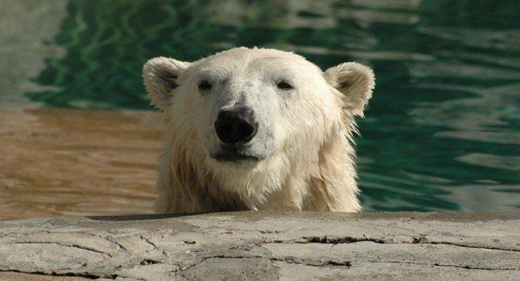 Jak niedźwiedzie polarne dostosowują się do swojego środowiska?