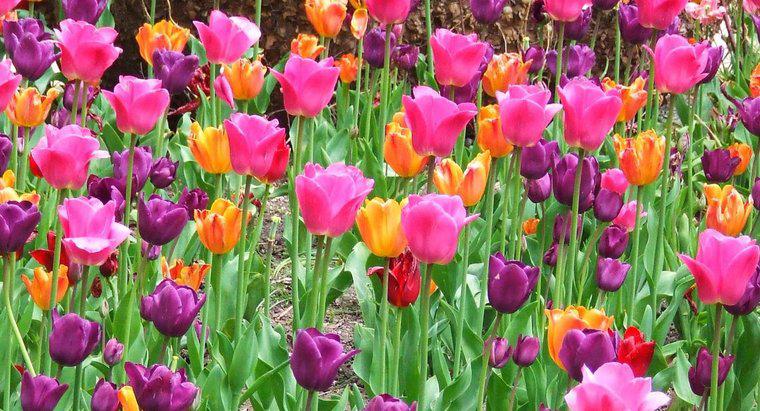 Czy mogę wiosną przeszczepić tulipany?