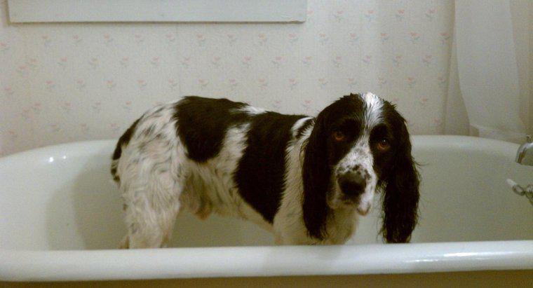 Czy możesz używać ludzkiego szamponu na psach?