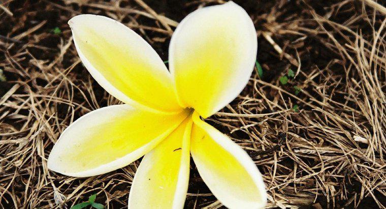 Jaki kwiat jest użyty do zrobienia Hawajskiego Lei?