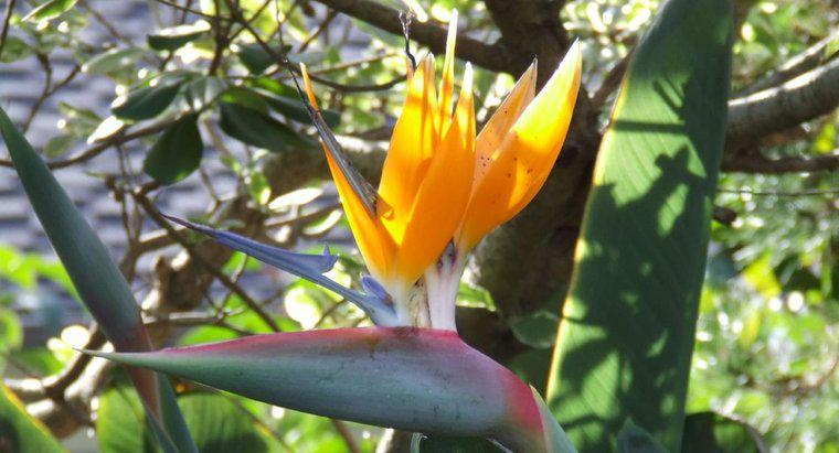 Jak reprodukuje się kwiat rajskiego ptaka?