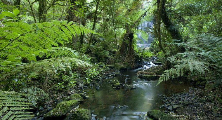Co to jest tropikalny las deszczowy?