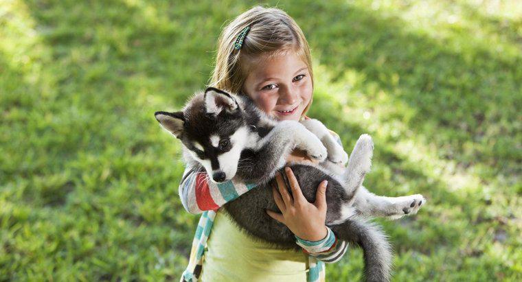 Jak duże są Alaskan Huskies, kiedy się urodziły?