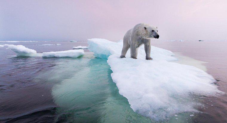Co należy zrobić, aby zachować populację niedźwiedzia polarnego?