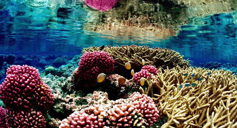 Dlaczego rafy koralowe są zagrożone?