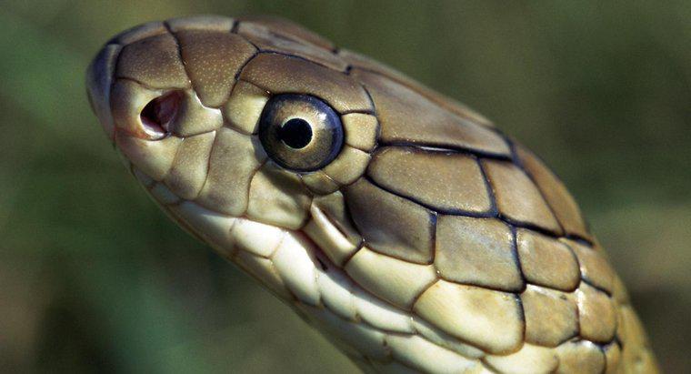 Jakie są naturalni wrogowie King Cobra?