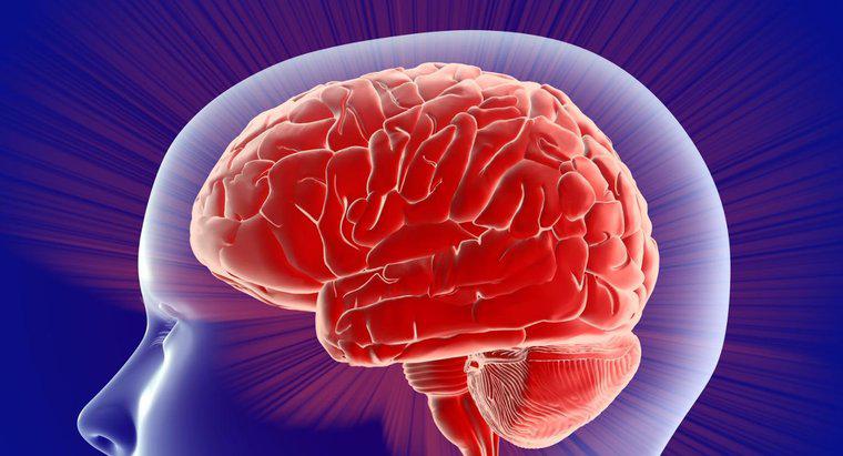 Co robi lewa strona kontroli mózgu?