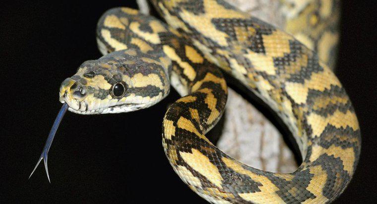Co to jest czarny wąż z żółtymi diamentami?