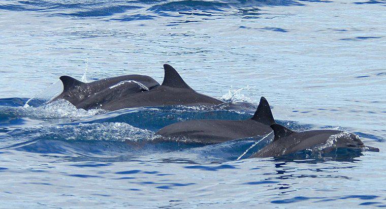 Jakie są adaptacje delfinów?