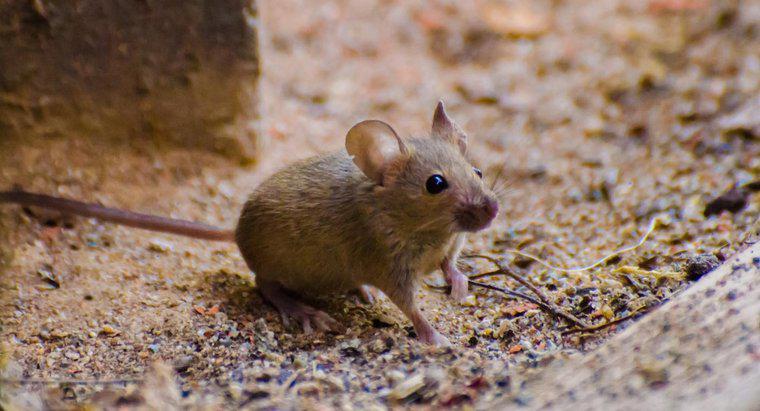 Jakie jest leczenie ukąszenia myszy?