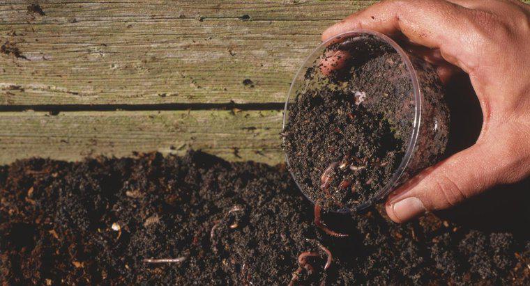 Czy posiadanie robaków w glebie pomaga rosnąć szybciej?