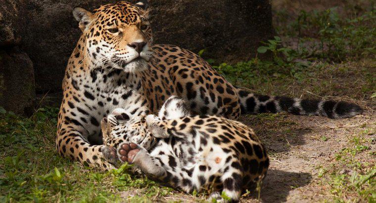 Jak Leopardy troszczą się o swoich młodych?