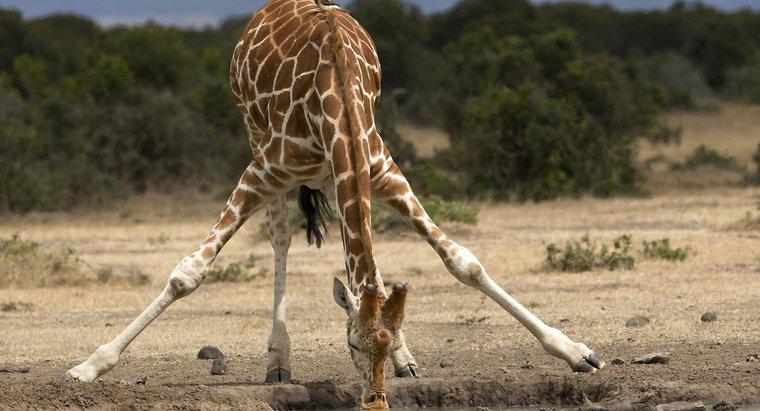 Ile waży żyrafa?