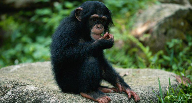 Jakie zwierzęta są ofiarami małp?