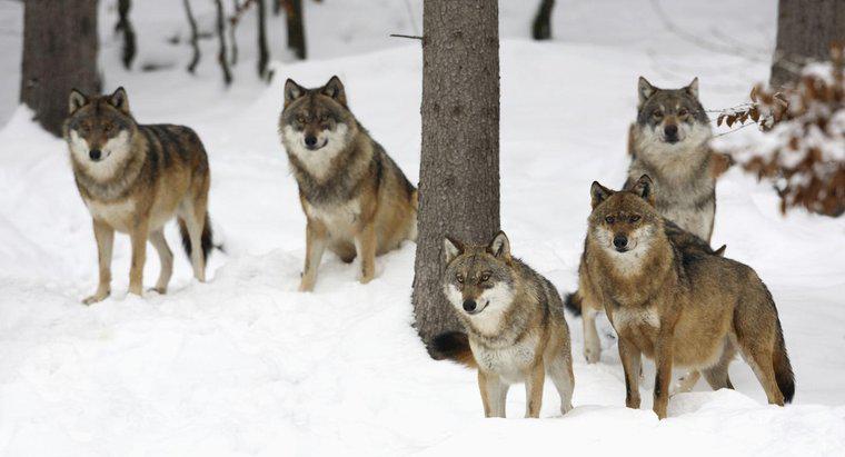 Jak polować na szarych wilków?