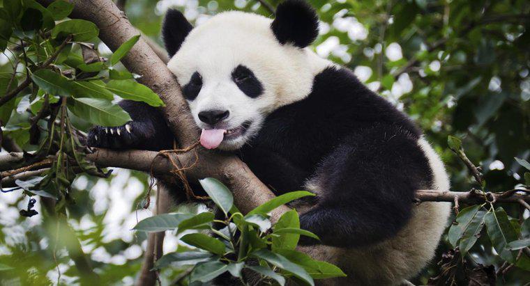 Ile ważą gigantyczne pandy?