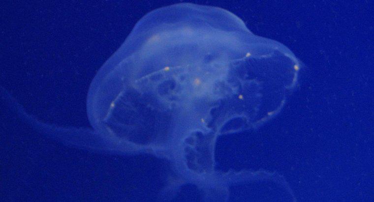 Co jeść księżyc Jellyfish?