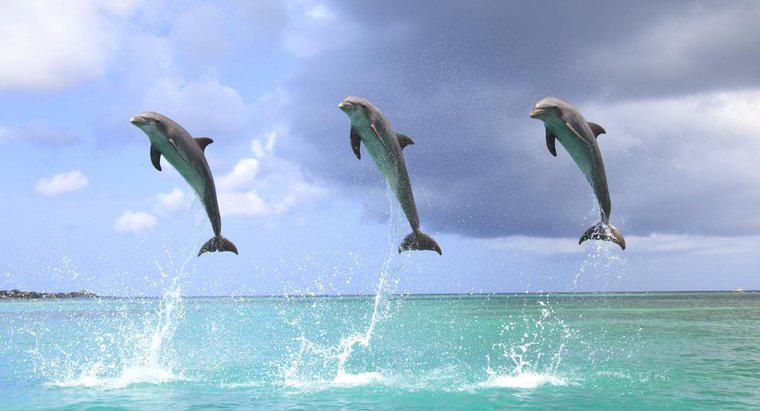 Dlaczego delfiny wyskakują z wody?