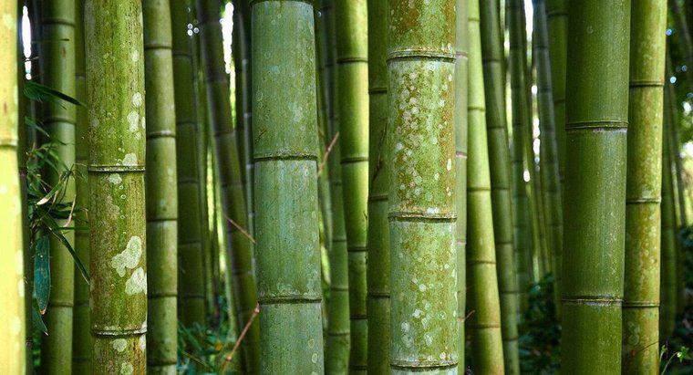 Jaka jest nazwa naukowa dla bambusa?