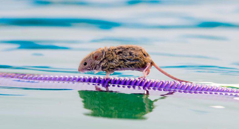Jak długo mysz może żyć bez wody?