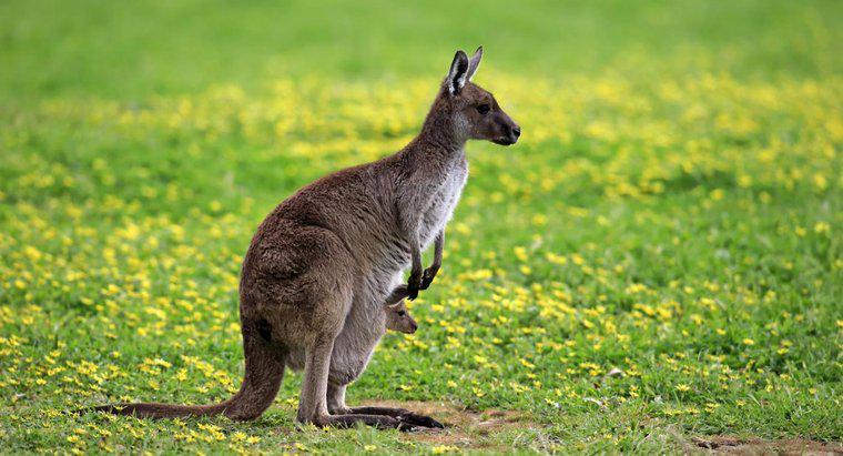 Jak długo żyją kangury?
