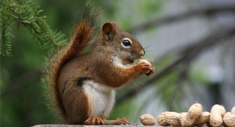 Jakim rodzajem orzechów jedzą wiewiórki?