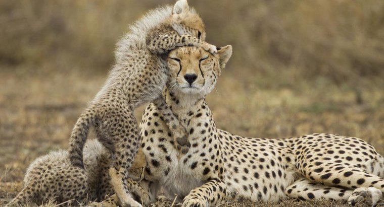 Co nazywa się żeński gepard?