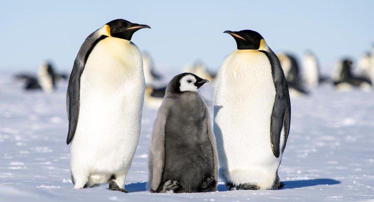W jaki sposób pingwiny cesarskie wychowują swoich młodych?