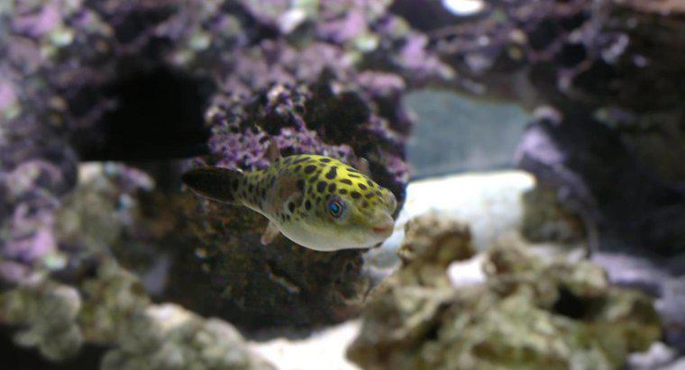 Co to jest zielona ryba rozdymka?