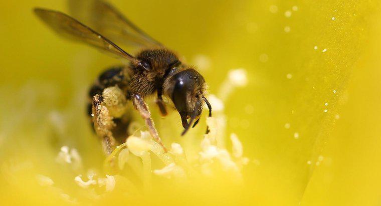 Co jedzą pszczoły?